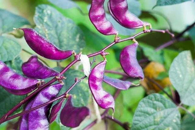 Purple Hyacinth Bean Seeds - 10 Red-Leaved Plant Vine Seeds - Lablab purpureus