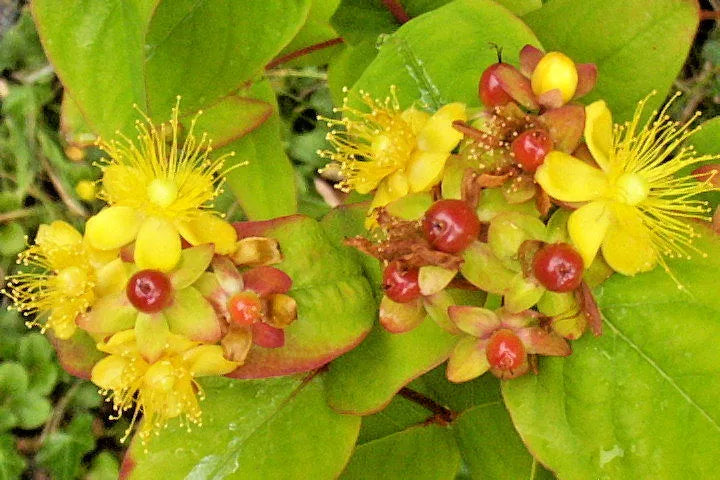 Hypericum Shrub Seeds 1000 Count, Anderosaemum, Hardy Zone 6-10, Bulk Seeds for Garden Planting