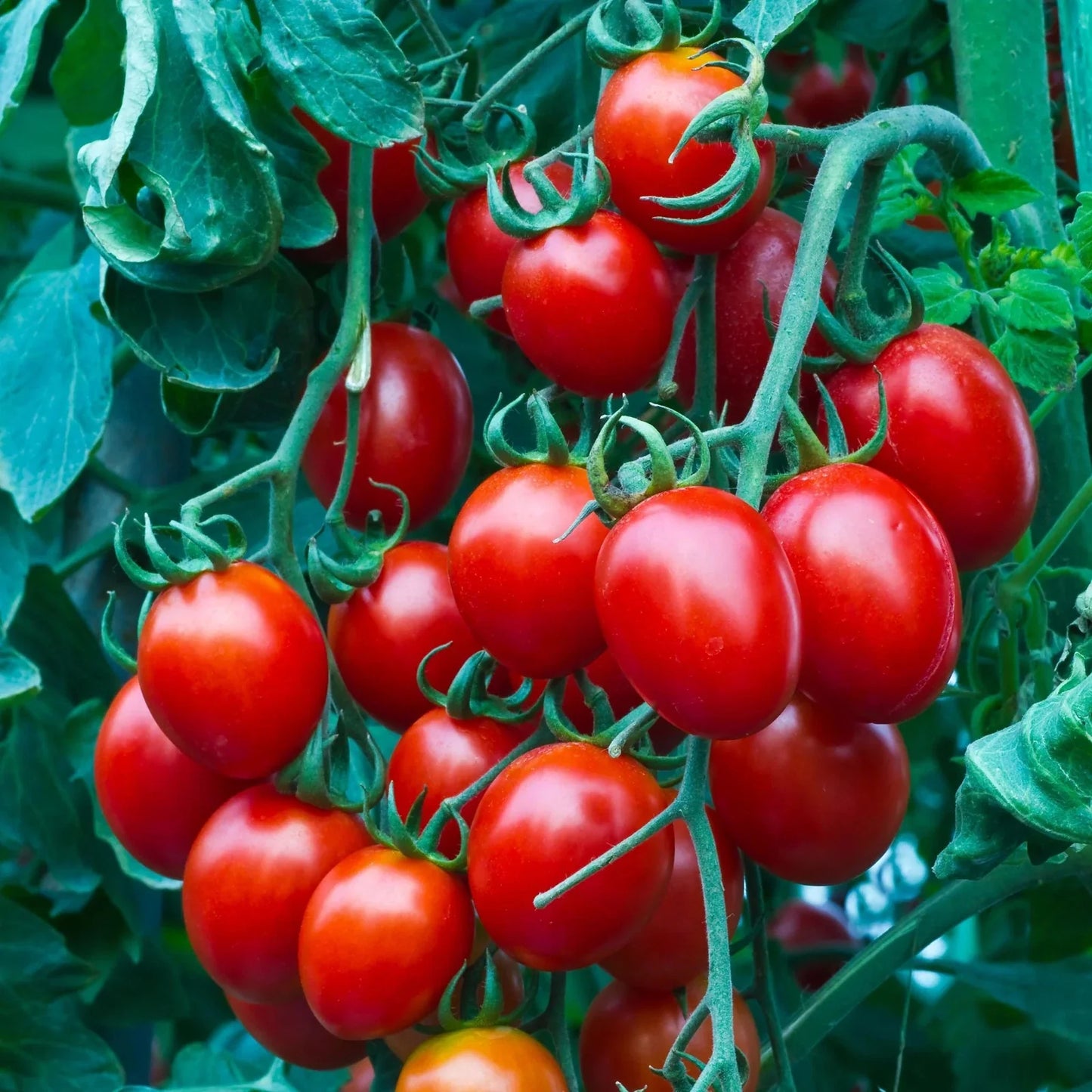 Small Cherry Tomato Seeds - Heirloom, Non-GMO, Organic - 10+ Seeds (Solanum lycopersicum)