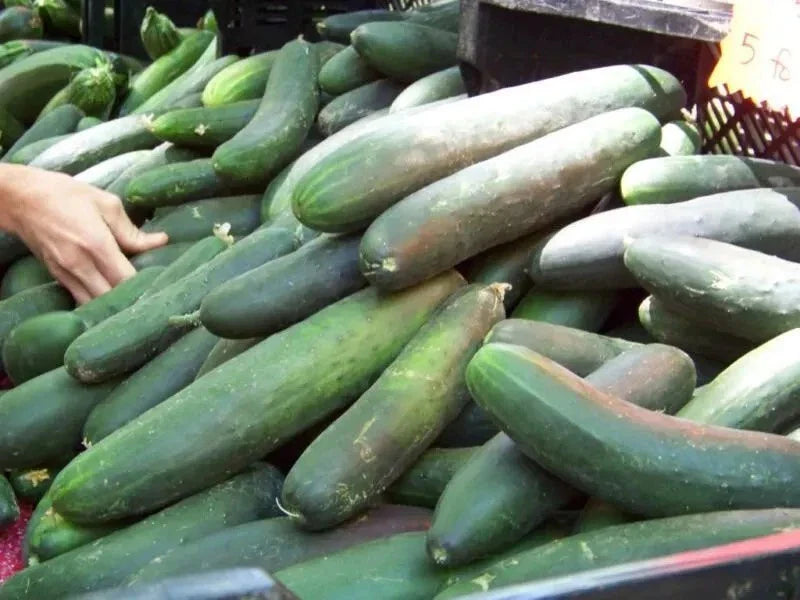 Heirloom Cucumber Seeds - Straight Eight - Organic, Non-GMO - 100+ Fresh Seeds - Cucumis sativus