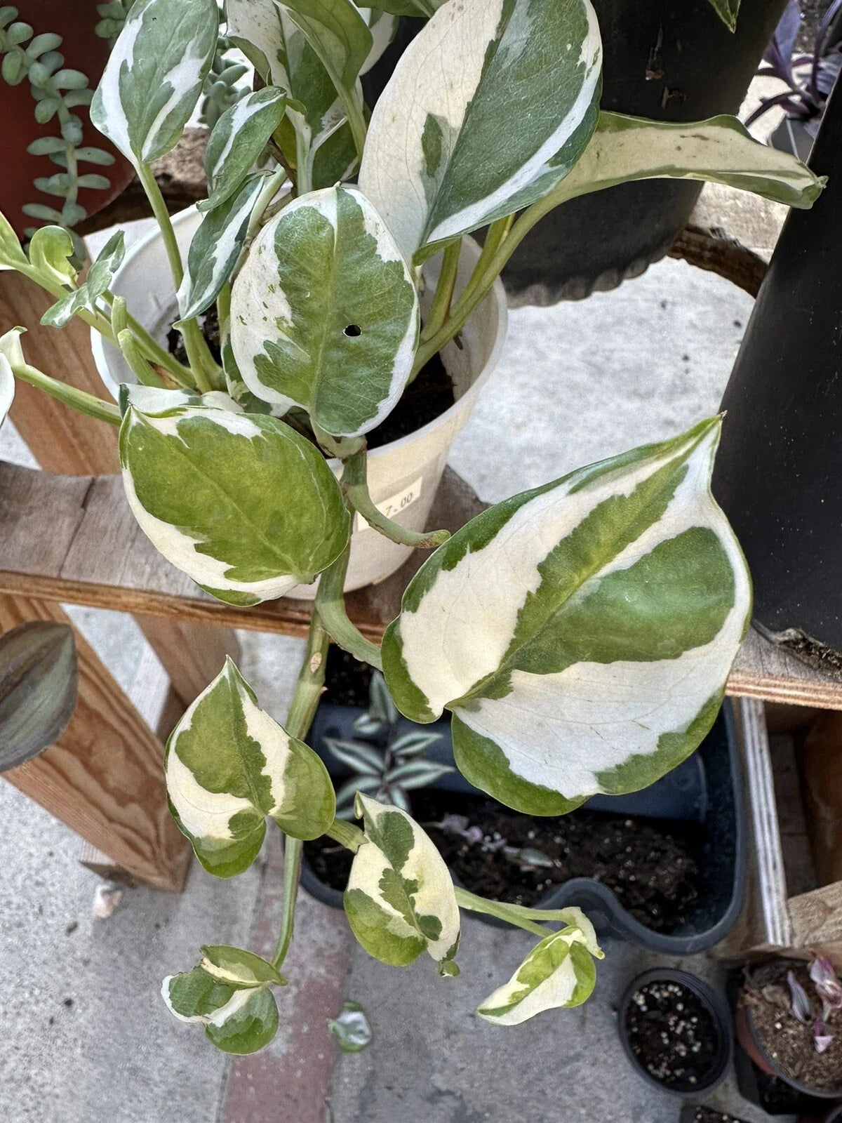 N'Joy Pothos Cuttings - 3 Unrooted Live House Plant Cuttings - Epipremnum aureum