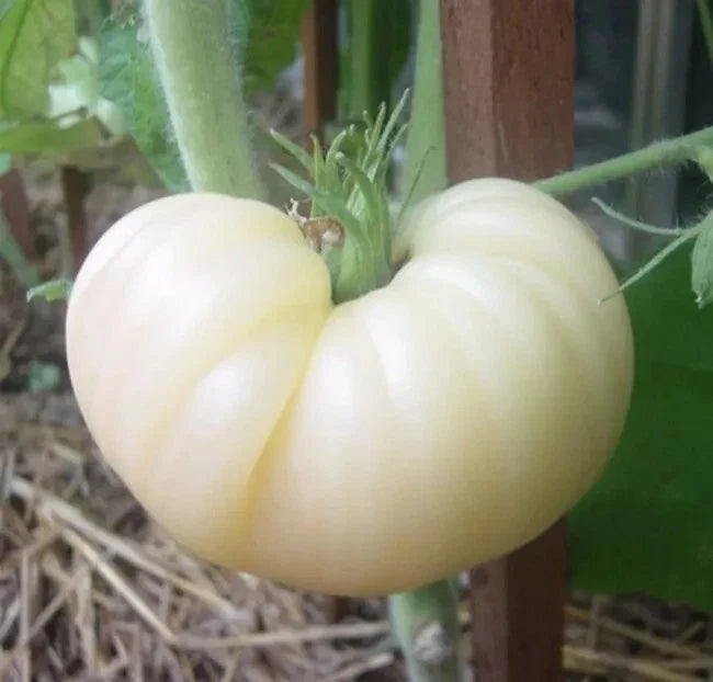 Great White Tomato Seeds - Heirloom Organic Non-GMO Beefsteak - 30+ Rare Seeds for Gardening