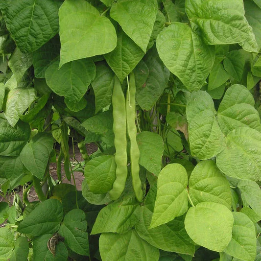 Great Northern Bean Seeds - Non-GMO Heirloom - Large White - Phaseolus vulgaris - Free Shipping