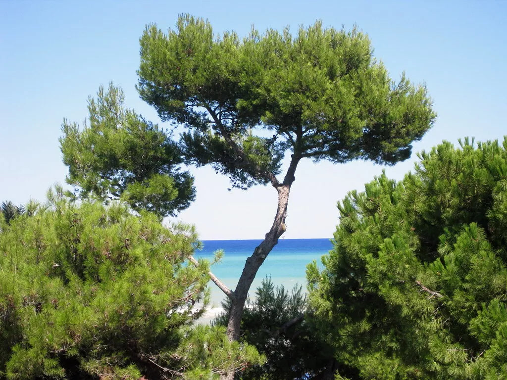 Aleppo Pine Seeds, 20 Count, Jerusalem Pine, Pinus halepensis
