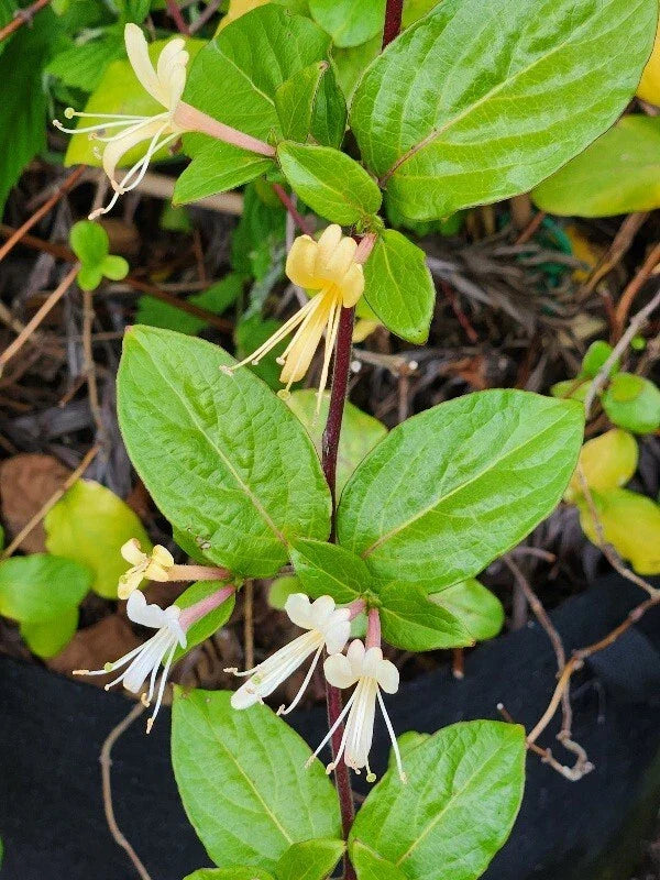 HALL'S Honeysuckle Plants - 4-5 Cups - White Yellow Flowers - Japanese Lonicera