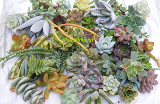 20 Assorted Succulent Cuttings - Variety Pack of Colorful Succulents - Ideal for DIY Arrangements and Crafts