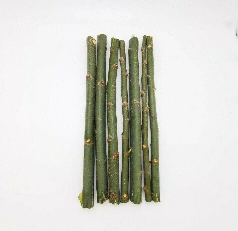 Austree Hybrid Willow Tree Cuttings - 33 Fast Growing Aussie Cuttings for Direct Planting - Salix x matsudana