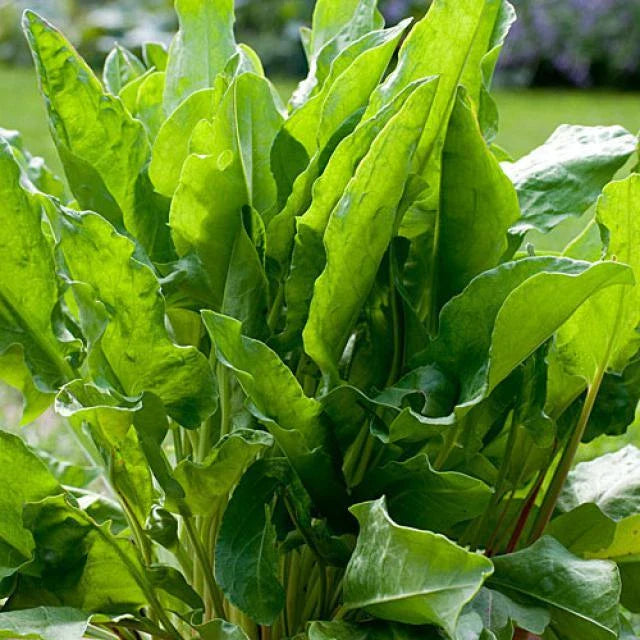 Sorrel Seeds - Large Leaf Heirloom Non-GMO Herb Seeds - Rumex acetosa - Free Shipping