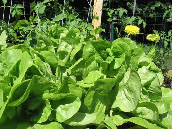 Bibb Leaf Lettuce Seeds, Heirloom Non-GMO, 25+ Seeds for Garden Planting, Lactuca sativa