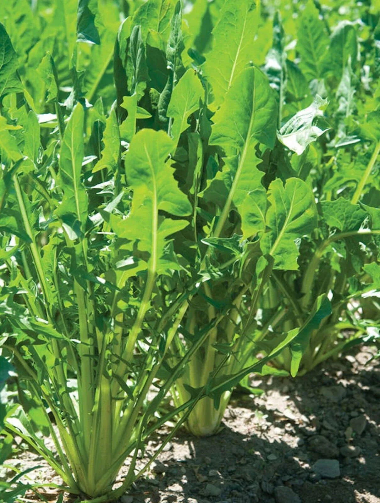 Heirloom Italian Dandelion Seeds - Catalogna Emerald Endive - Cichorium intybus - Tracking Included