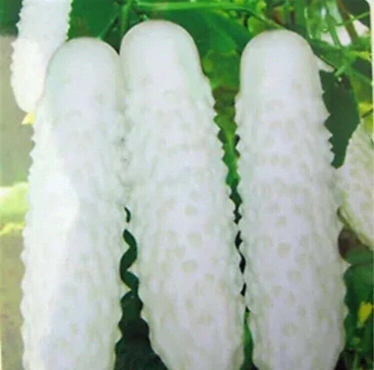 White Cucumber Seeds 20pcs Cucumis Sativus Vegetable for Home Garden Plant