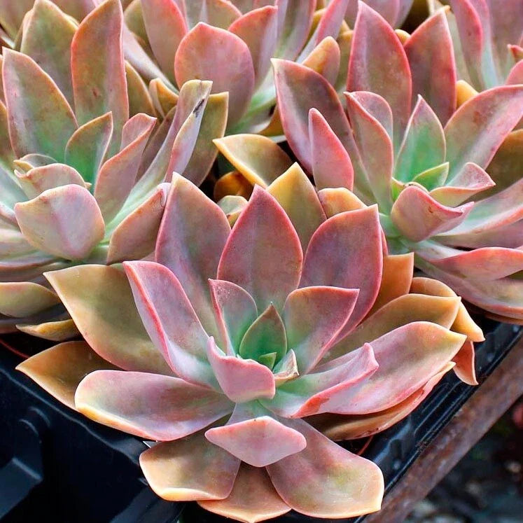 Rare Succulent Graptoveria 'Dusty Pink' Healthy Live Plant 4-Inch Garden Decor