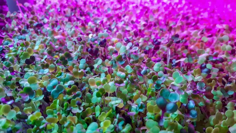 250 Alfalfa Microgreen Seeds for Healthy Growth - Medicago sativa - Non-GMO, Organic Microgreens
