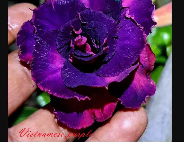 Desert Rose Seedling 4-6 inches Purple Adenium Obesum Rooted Plant