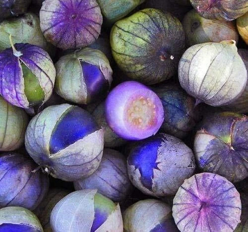 Exotic Purple Coban Tomatillo Seeds | 250+ Seeds | Salsa Flavor | Physalis ixocarpa