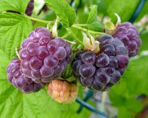 Organic Live Rooted Starter Plant - 1 Glencoe Purple Raspberry - Thornless - Rubus idaeus - Zones 4-9 - Medium/Large Berries