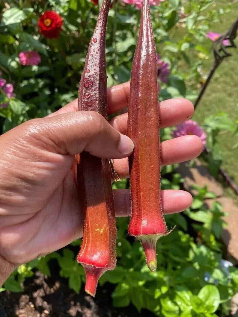 Red Burgundy Okra Seeds - 50+ Non-GMO Heirloom Seeds for Planting - Abelmoschus esculentus