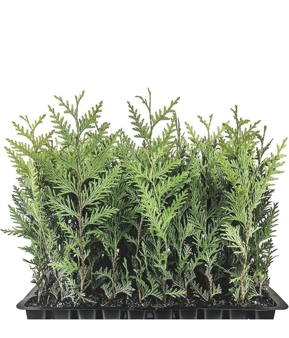 Emerald Green Arborvitae Trees - 3 Starter Plants for Privacy Screen - Thuja occidentalis 'Emerald Green' - 10-15 ft Height