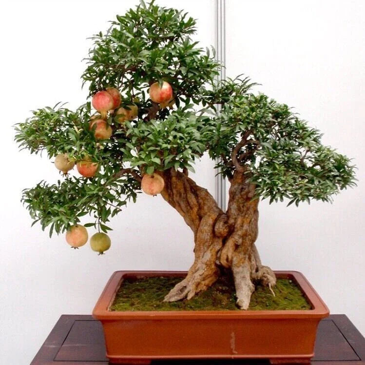 50pcs Bonsai Pomegranate Seeds - Sweet Fruit Variety - Punica granatum - USA Seller