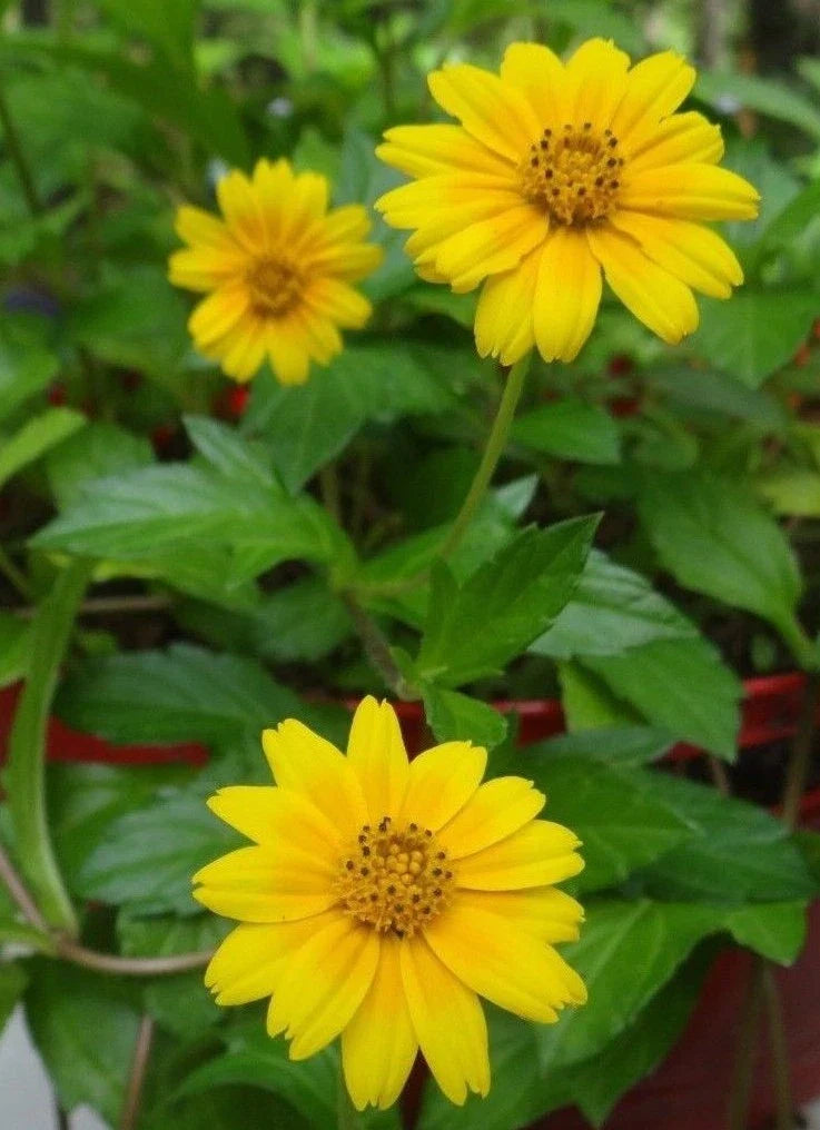Creeping Daisy Live Plant + 1 Rooted + Yellow Perennial Cuttings + Wedelia