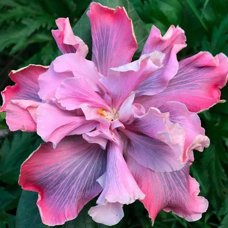 Rooted Tropical Hibiscus Plant - Marianne Charleton Variety - Ships Bare Root - Hibiscus rosa-sinensis
