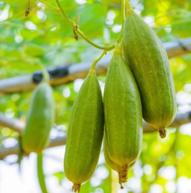 Heirloom Gourd Seeds - Luffa Dishcloth Vegetable Sponge - Non-GMO - Luffa cylindrica - 20 Seeds