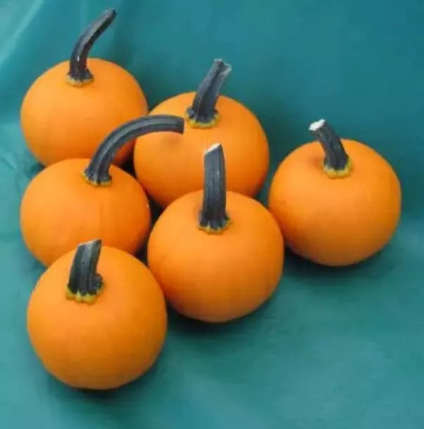 Kandy Korn Plus Pumpkin Seeds for Planting - 10 Seeds - True Mini Pumpkin Variety - Cucurbita pepo