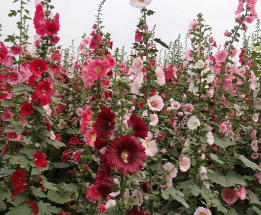 Hollyhock Seeds - 60+ Mixed Color Variety - Alcea rosea - Free Black Eyed Susan Seeds Included