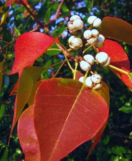Chinese Tallow Tree Live Plants 1ft Bare Root Triadica Sebifera Ornamental Shade Fast Growing Popcorn Tree 3 Pack