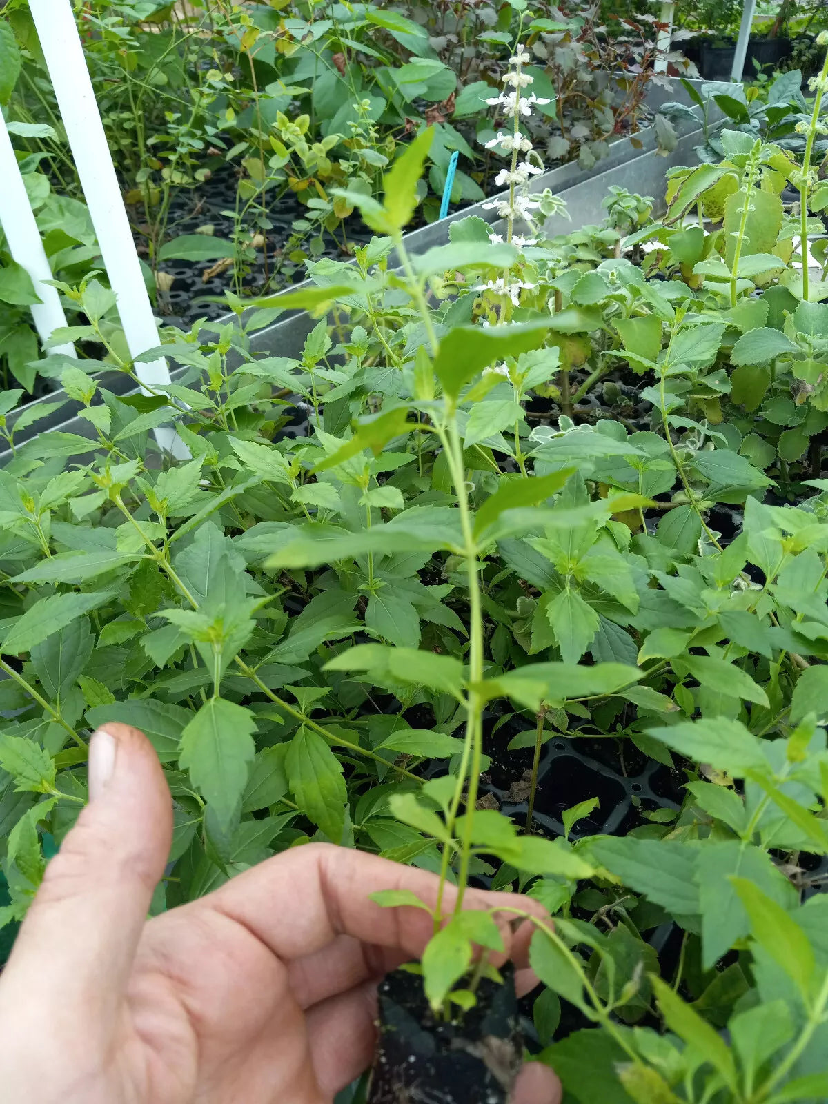 Mexican Dream Catching Herb Live Plant 6-10 inches Calea Zacatechichi Cold Tolerant Medicinal Tea Plant