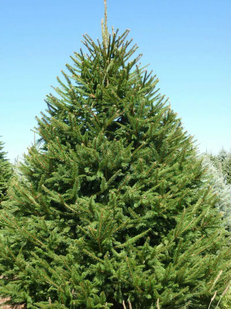 Norway Spruce Tree Live Plant 8-16 Inches Bare Root Picea abies