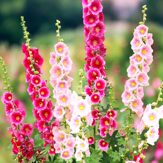 Hollyhock Seeds Mix | Single Flowered Variety | Alcea Rosea Garden Flower Seeds 2025