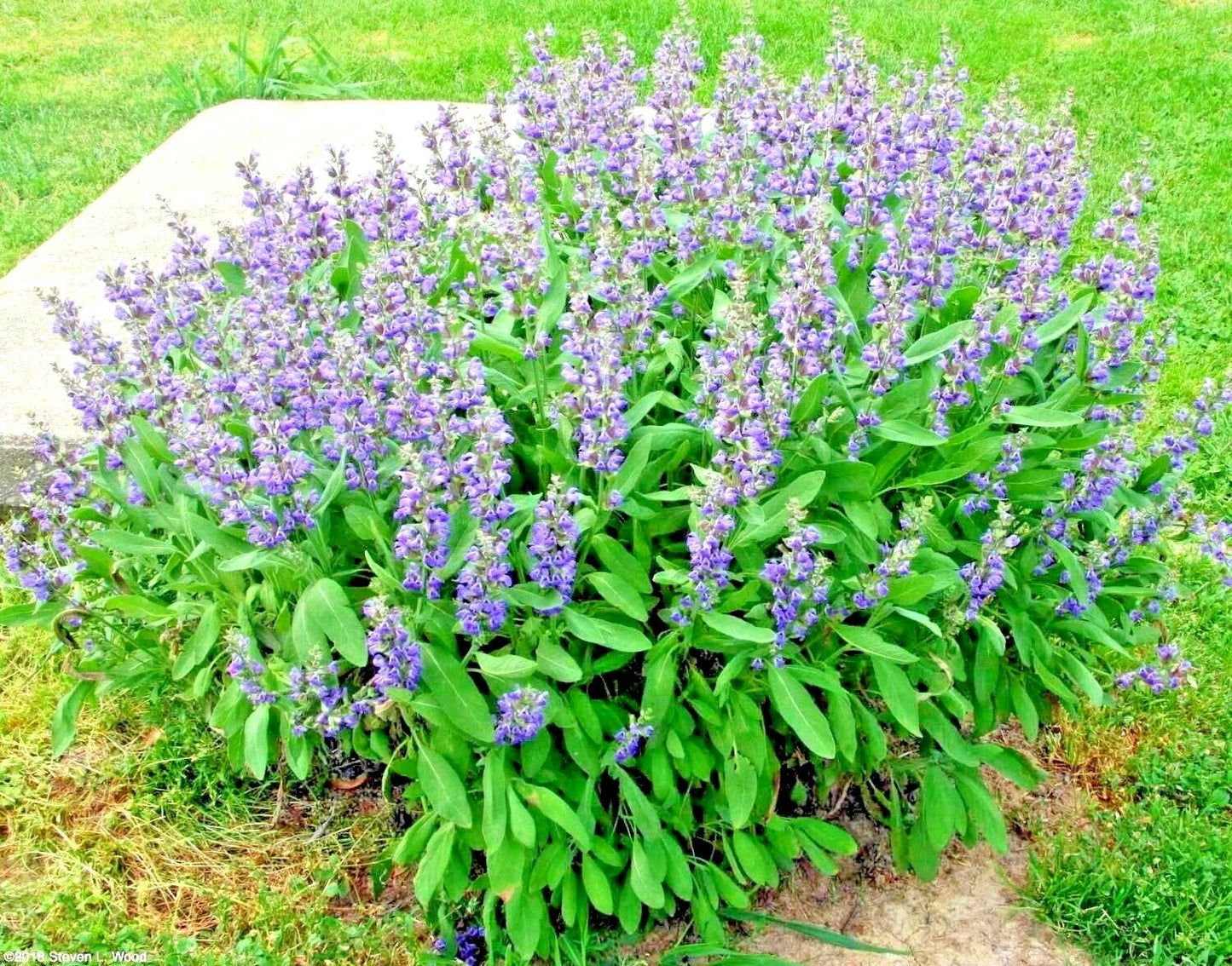 Organic Kitchen Sage Seeds - 201+ Culinary Broadleaf Variety - Native Herb for Garden or Container (Salvia officinalis)