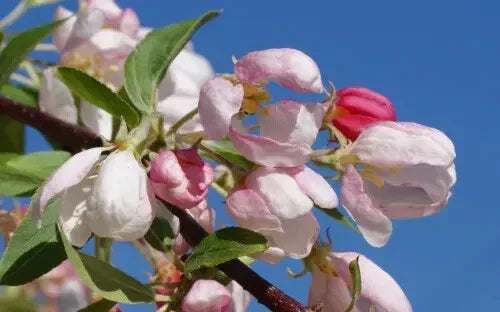 25+ Sun Rival Crabapple Seeds for Garden Planting - Malus angustifolia - USA - Perfect for Landscaping and Pollinators