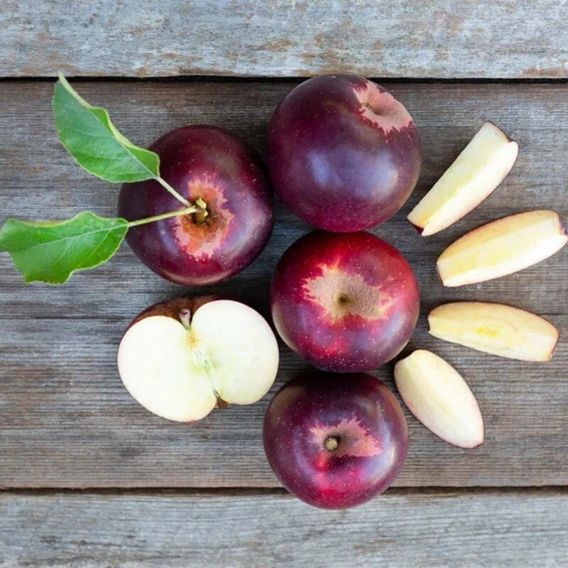 Arkansas Black Apple Tree Bare Root - Malus domestica, M7 Rootstock, Heirloom Variety, Home Orchard Plant