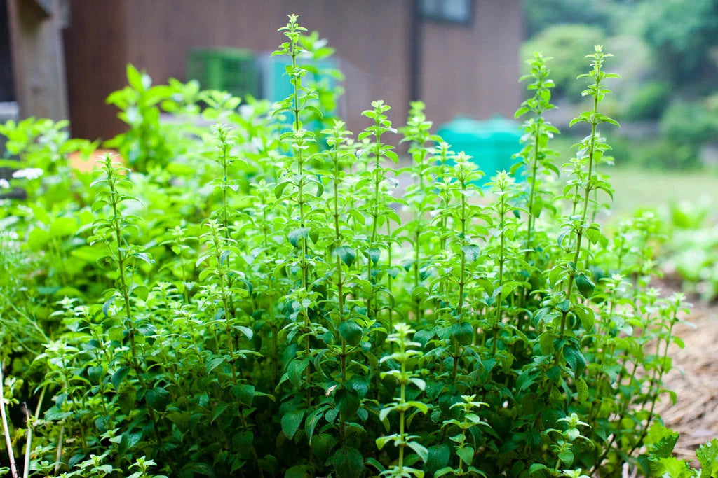 750 Seeds Oregano Perennial Herb GroCo USA - Non-GMO Culinary Spice for Gardens - Perfect for Cooking and Seasoning