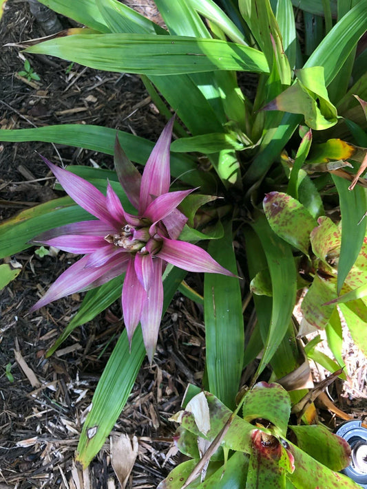 Guzmania MOONLIGHT Bromeliad Plant - Medium Tropical Houseplant - Indoor Air Purifier, Easy Care, Exotic Greenery