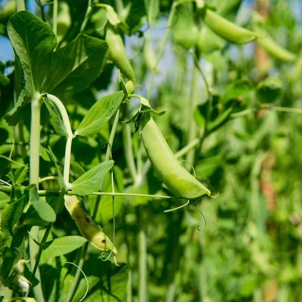 Dundale Pea Sprouting Seeds - 8 Ounce Non-GMO, Organic Sprouts for Healthy Eating, Pisum sativum