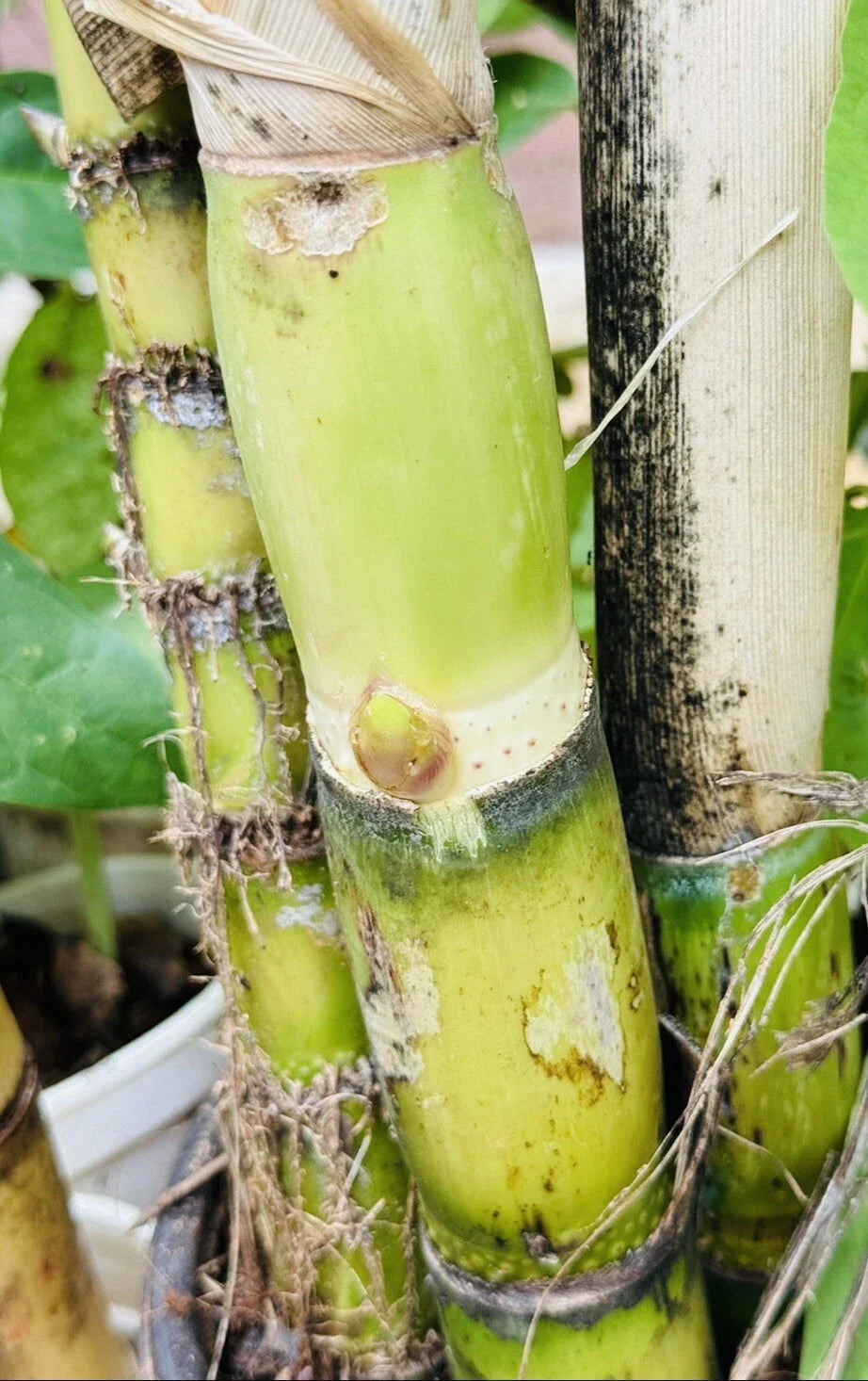 Green Sugarcane Cutting Plant - 1+1 PCS Fresh Juicy Live Plant for Easy Planting - Sweet Variety (Saccharum officinarum)