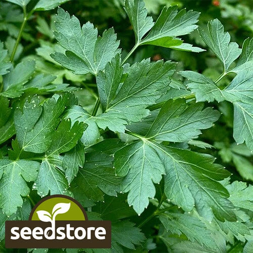 Italian Dark Green Parsley Seeds | Heirloom Non-GMO | Gardening Supplies | Petroselinum crispum