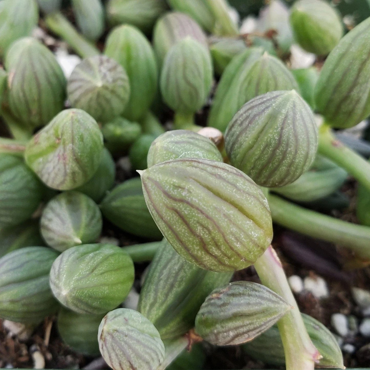 String of Watermelon Plant | Senecio herreianus | Live Cacti Succulent | Indoor Houseplant, Easy Care Succulent