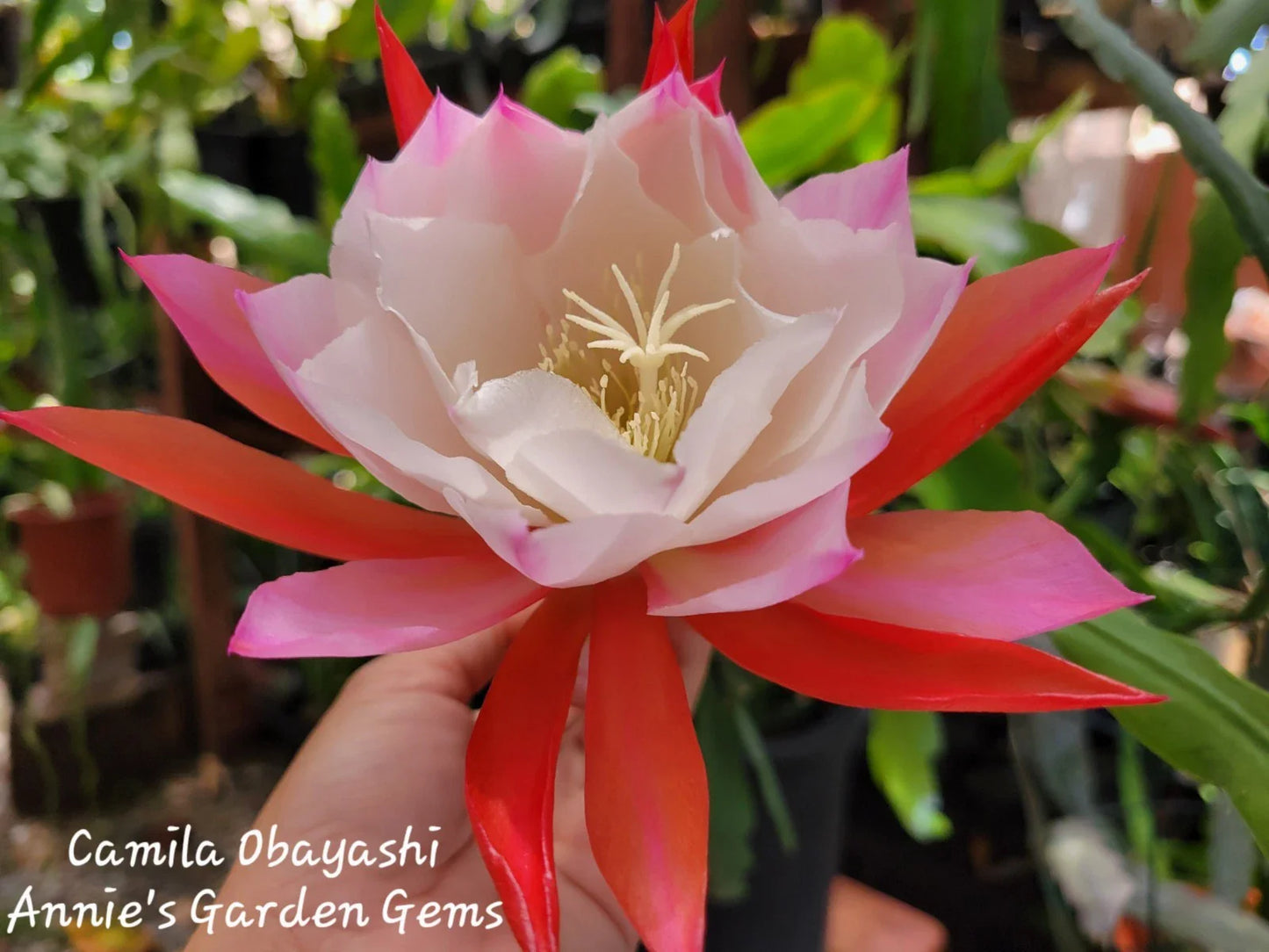 Epiphyllum Camila Obayashi Orchid Cactus in 4 Inch Pot | Well Rooted, Colorful Succulent Plant for Indoor Gardening