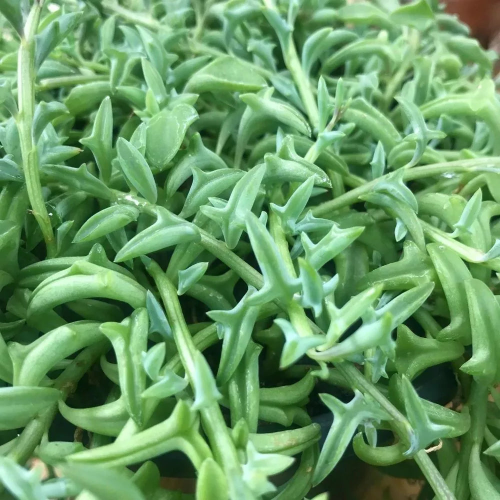 Hanging Succulent Cuttings - 6" Long - String of Dolphins, Pearls, Bananas - Senecio, Curio, and Graptopetalum