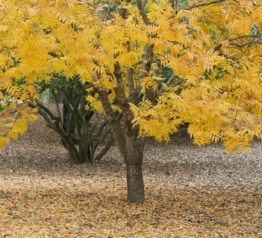 Thornless Honey Locust Trees - 18-24" Tall Live Plants - Bare Root - Gleditsia triacanthos f. inermis