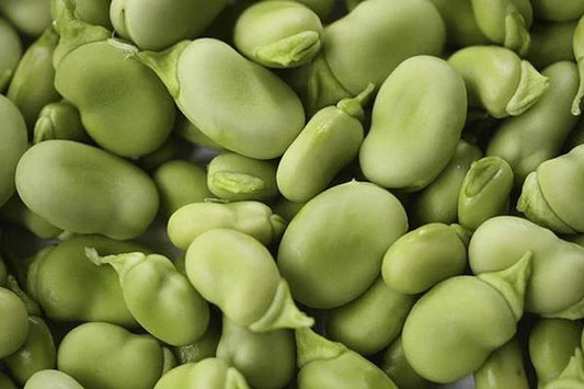 Heirloom Bean Mix Garden Seed Collection, 6 Top Varieties, Organic Seeds for Home Gardening