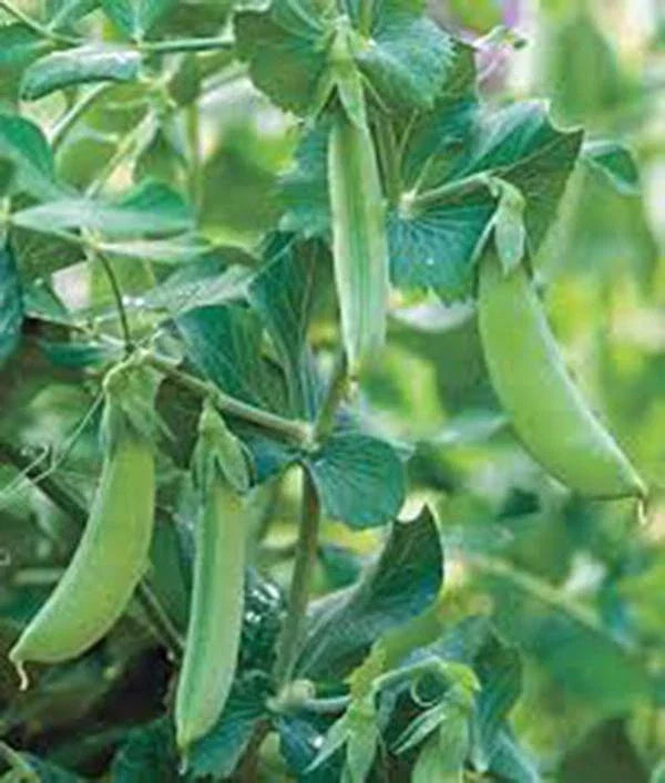Early Alaska Pea Seeds, Heirloom Non-GMO Variety, 500+ Seeds - Great for Gardening (Pisum sativum)