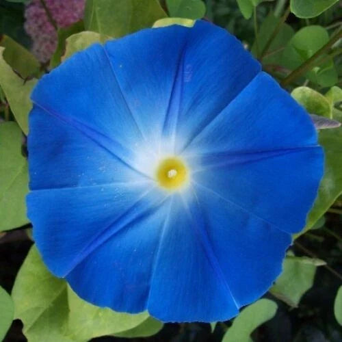 Heavenly Blue Morning Glory Seeds | Giant 5" Blue Flowers | Ipomoea tricolor | Non-GMO Gardening Supplies