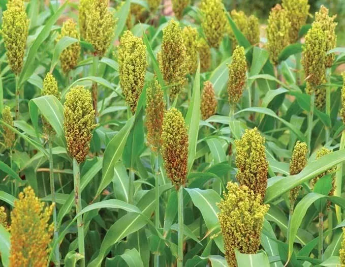 Wild Game Sorghum Seeds for Planting - Premium Milo Seeds - 1/2 pounds - High Yield Food Plot (Sorghum bicolor)