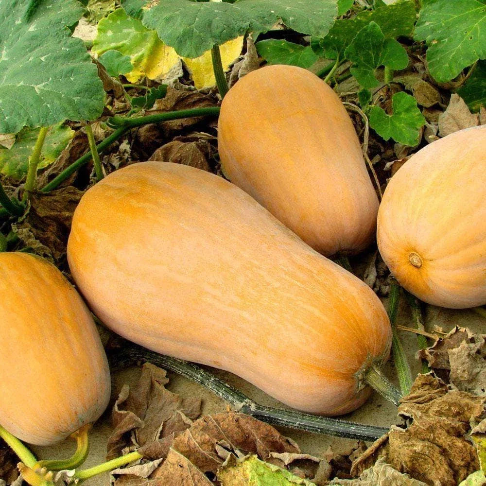 Waltham Butternut Squash Seeds - 20+ Count - Heirloom Variety - Cucurbita moschata for 2025 Planting