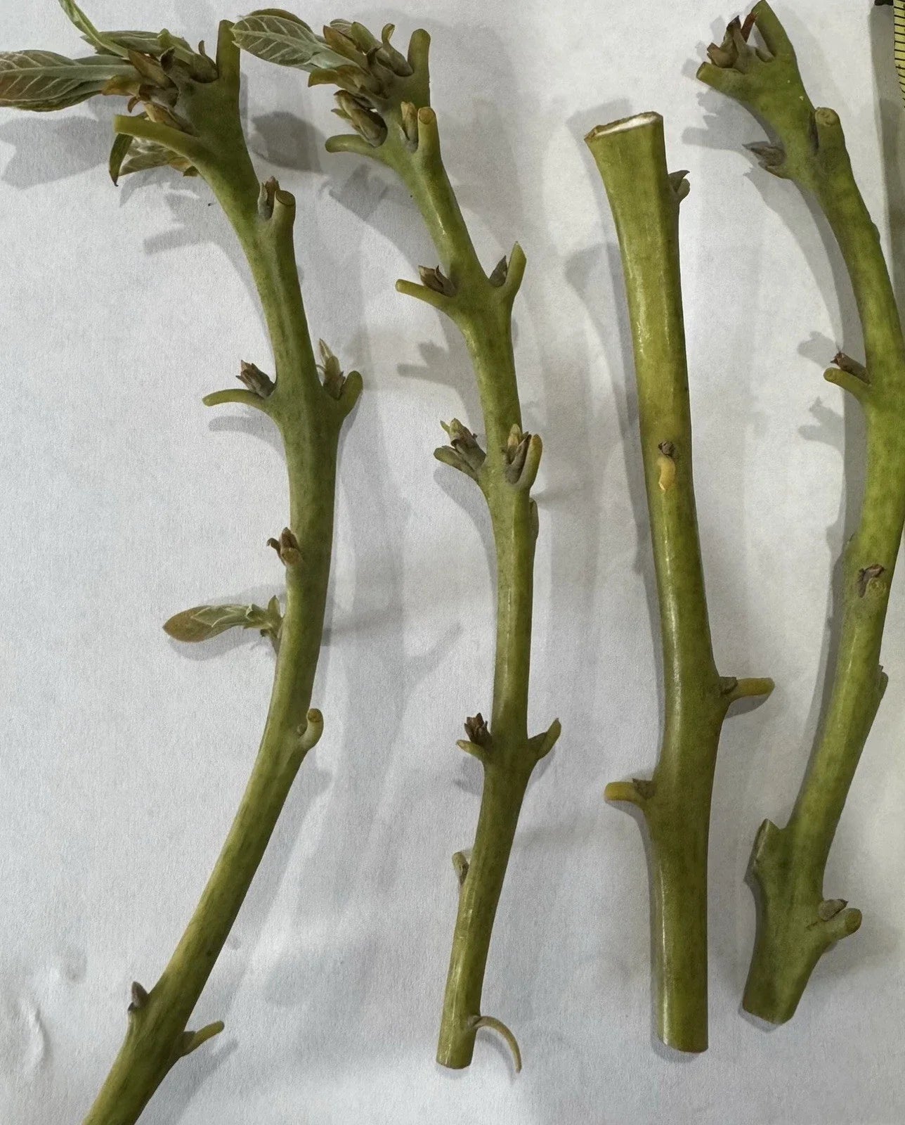 Nabal Avocado Scions for Grafting - 2-3 Grafts Per Scion - Budwood (Persea americana)